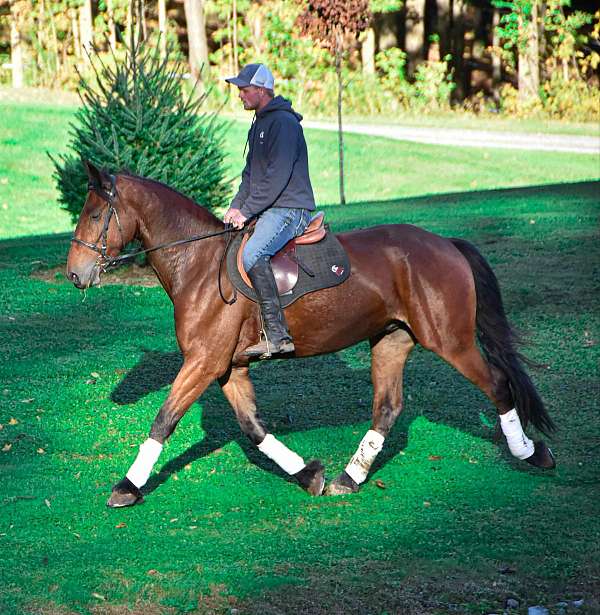 family-horse-friesian