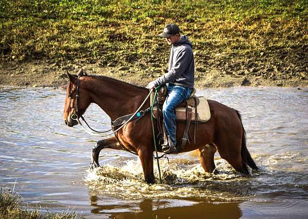 trail-friesian-horse