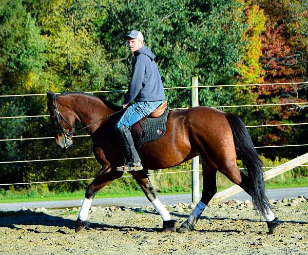 athletic-friesian-horse