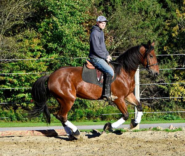 beginner-friesian-horse