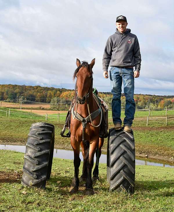 experienced-friesian-horse