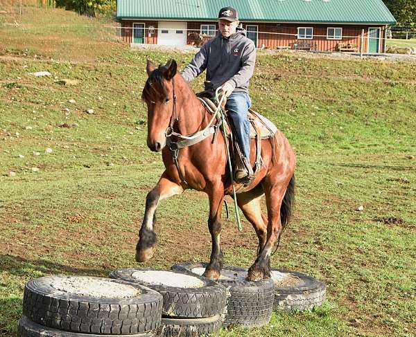 flashy-friesian-horse