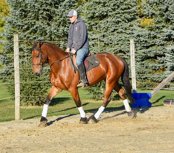 husband-safe-friesian-horse