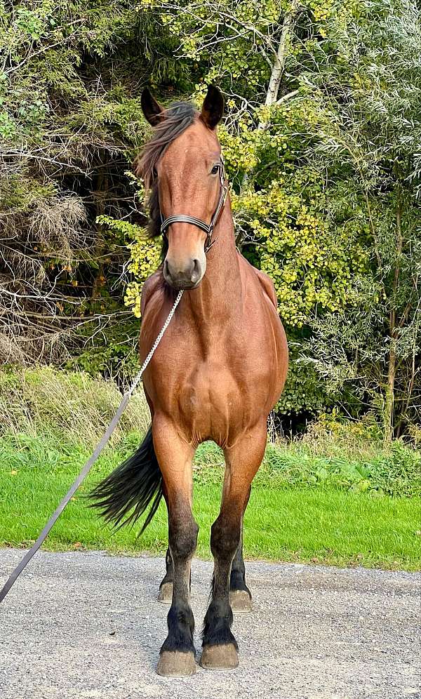 kid-safe-friesian-horse