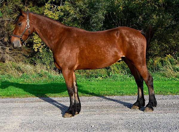 ranch-friesian-horse