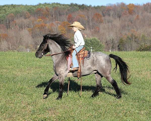 beginner-safe-friesian-horse