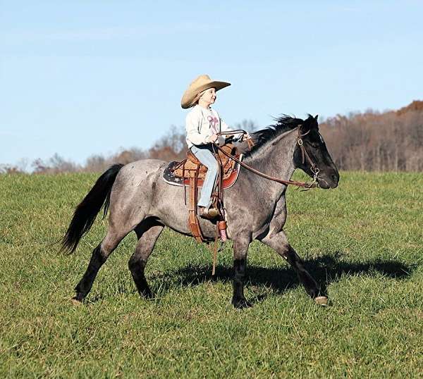 family-horse-friesian