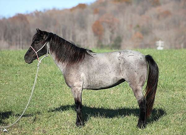 trail-friesian-horse