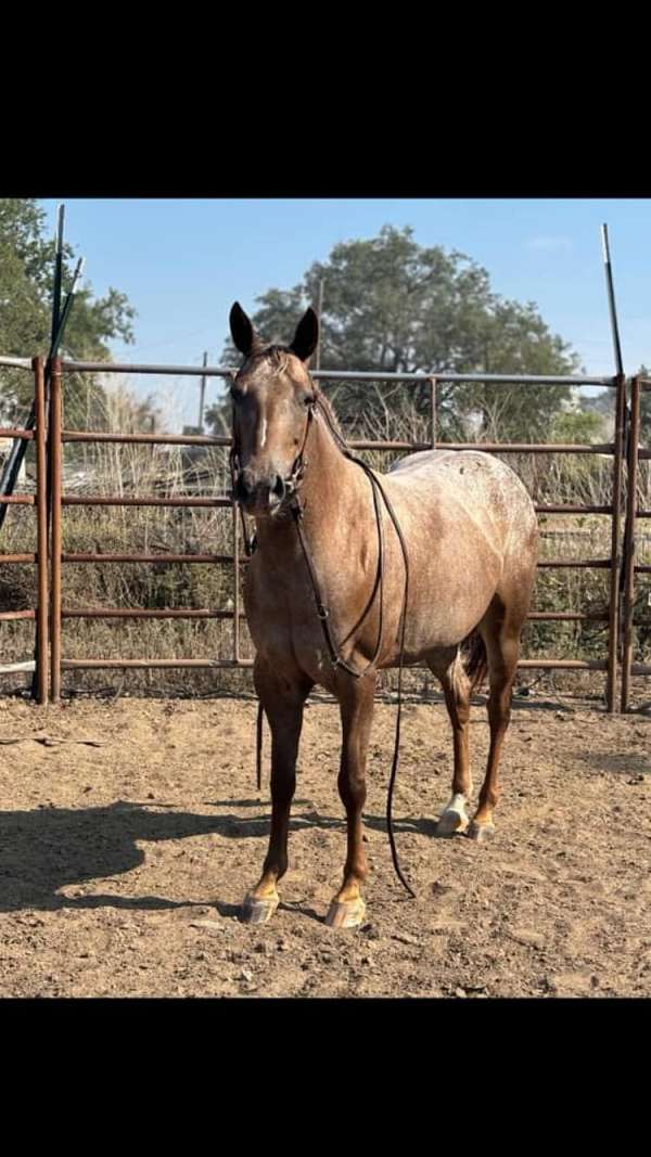 beginner-safe-quarter-horse