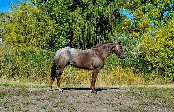 red-roan-star-horse