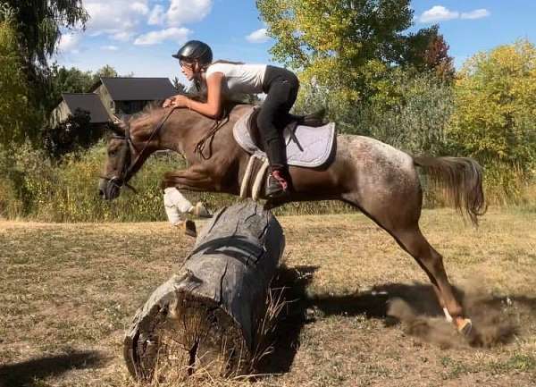 family-horse-quarter