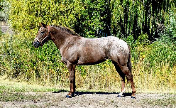 aqha-quarter-horse