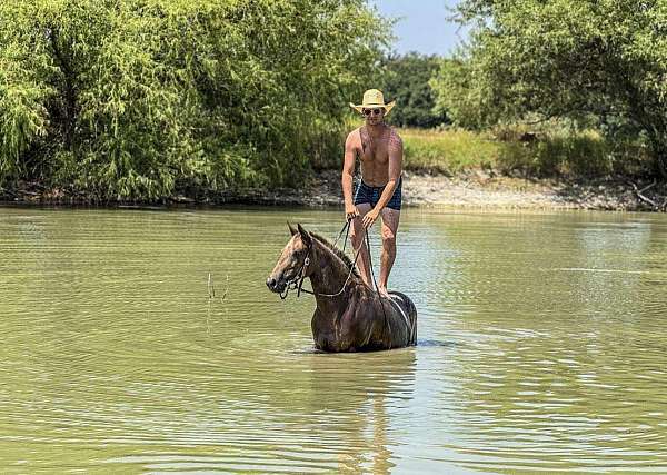 around-quarter-horse