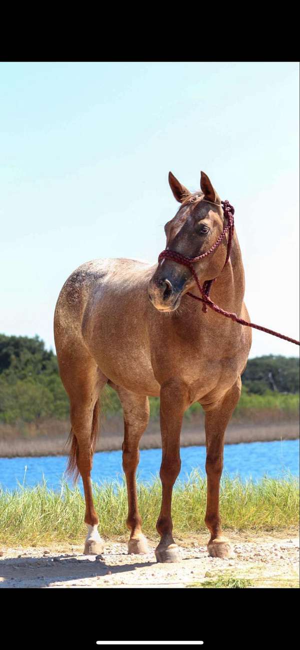 auction-quarter-horse