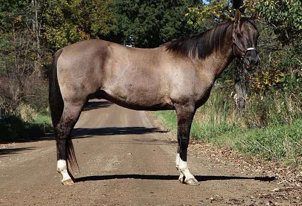 quarter-horse