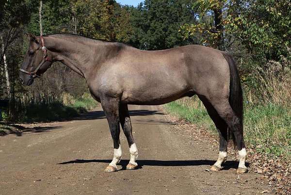 ranch-work-quarter-horse