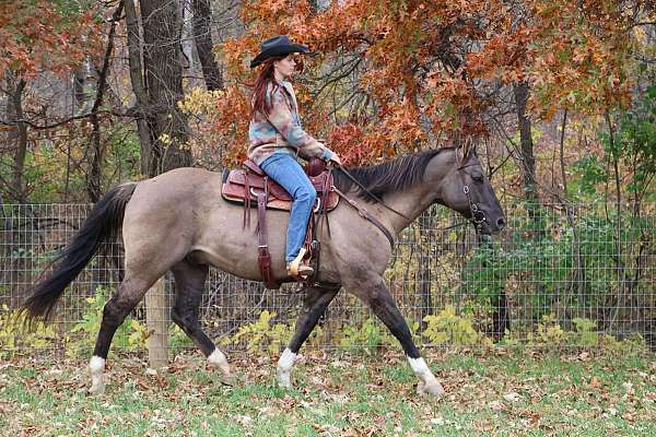 trail-quarter-horse