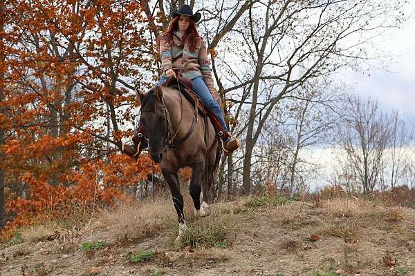 dressage-quarter-horse