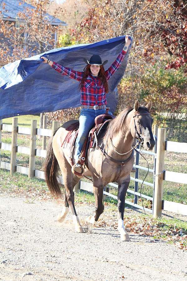 husband-safe-quarter-horse