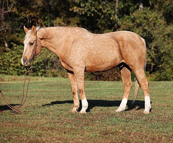 family-horse-quarter