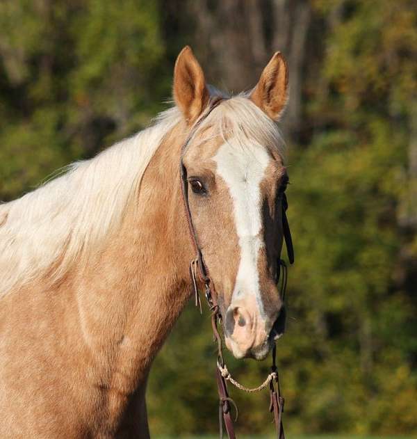 trail-quarter-horse