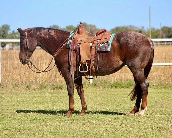 red-roan-star-horse