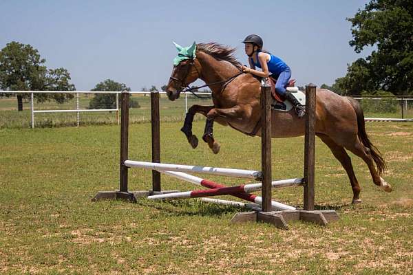 ranch-work-quarter-horse