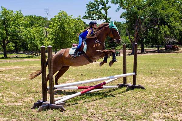 all-around-quarter-horse