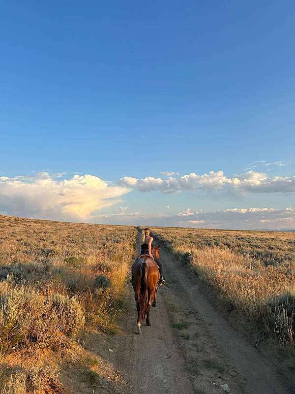 barrel-quarter-horse