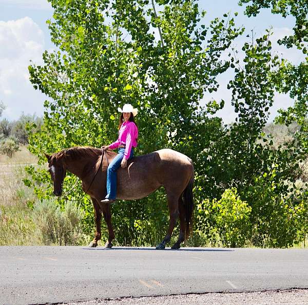 beginner-quarter-horse