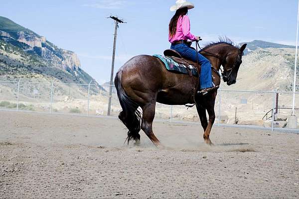 jumper-quarter-horse