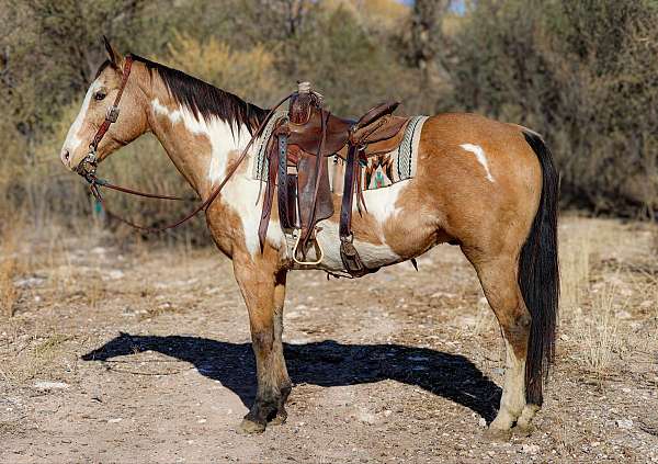 red-roan-star-horse