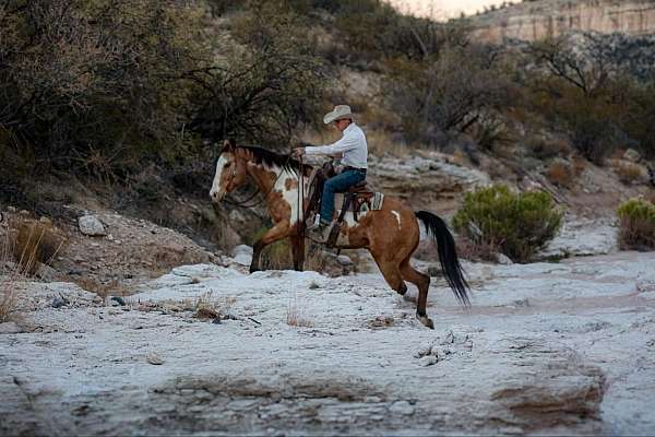 beginner-safe-quarter-horse