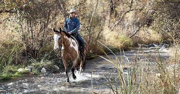 trail-quarter-horse