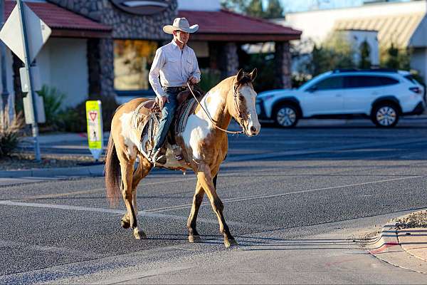 barrel-quarter-horse