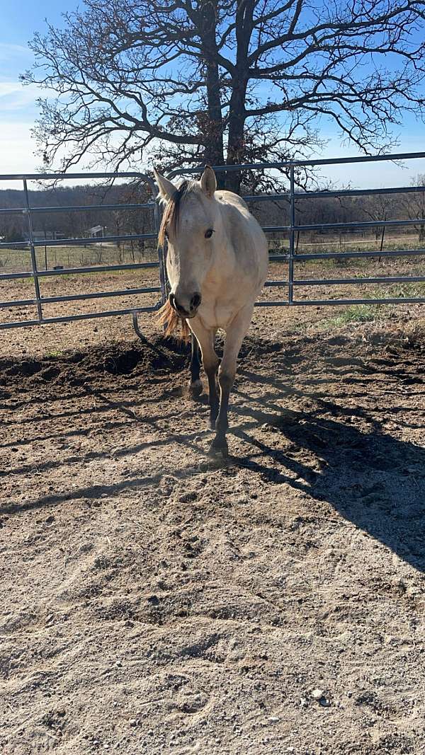 long-yearling-gelding