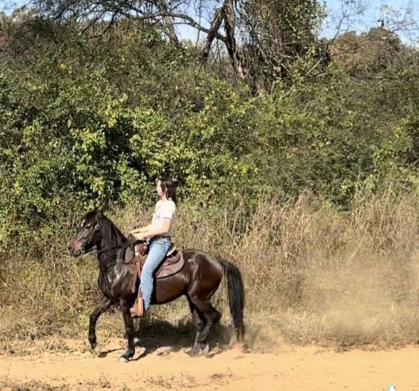 paso-fino-gelding-yearling