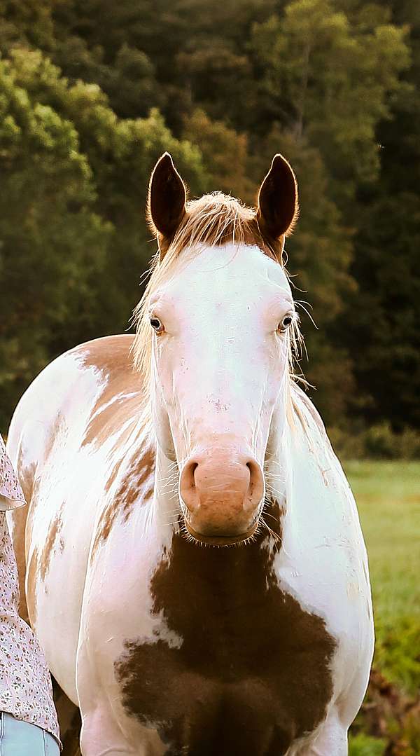 paint-gelding