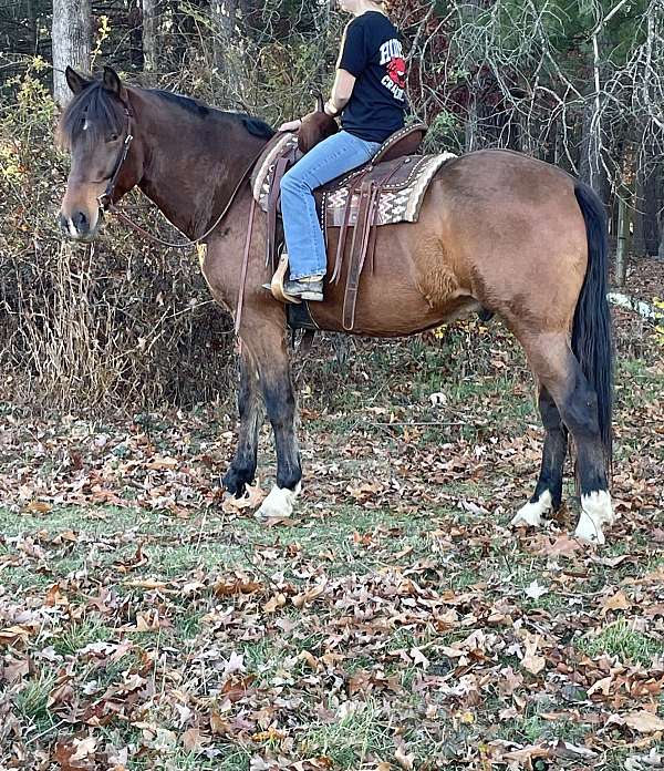 all-around-draft-horse