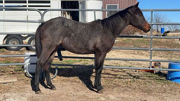 quarter-horse-gelding