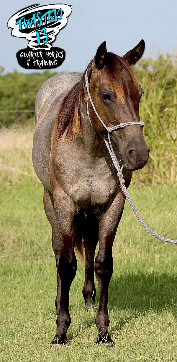 quarter-horse-filly