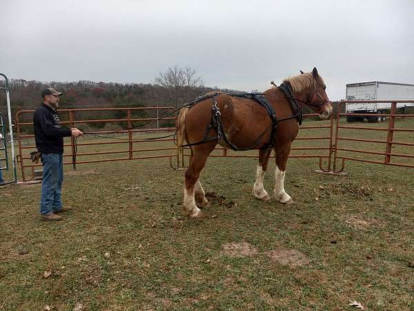 belgian-clydesdale-cross-mare-belgian-horse