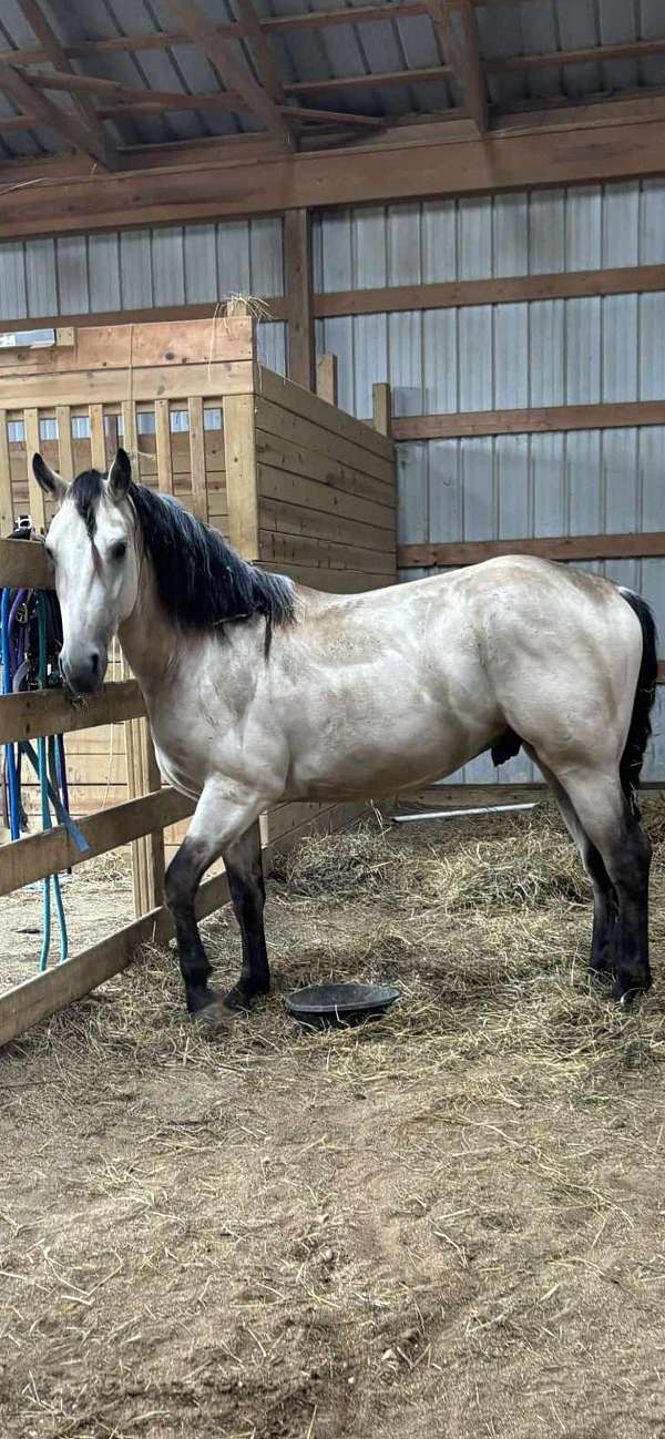 all-around-friesian-horse