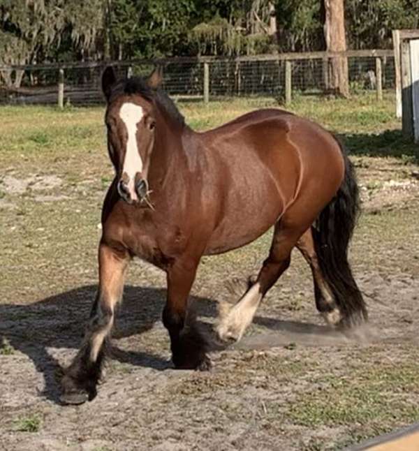 gypsy-vanner-gelding