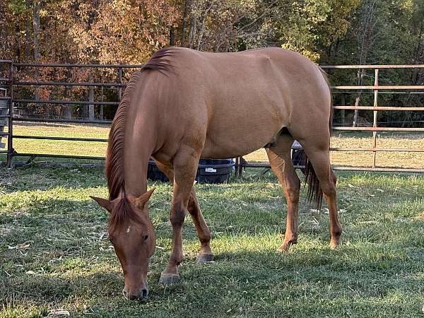 red-dun-quarter-horse-gelding