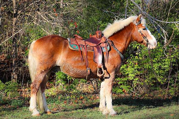 all-around-haflinger-horse