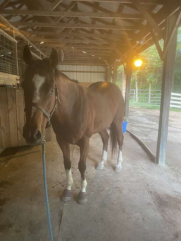 trakehner-gelding