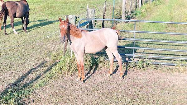 tennessee-walking-horse-filly