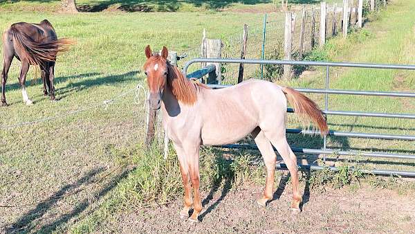 red-roan-star-horse