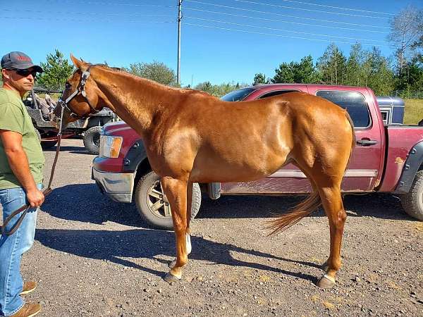 sorrel-english-pleasure-trained-horse